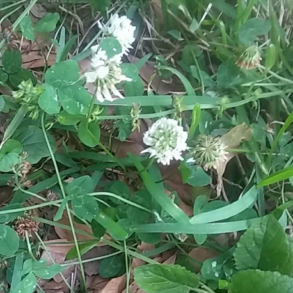 Meet your Posher, Melanie